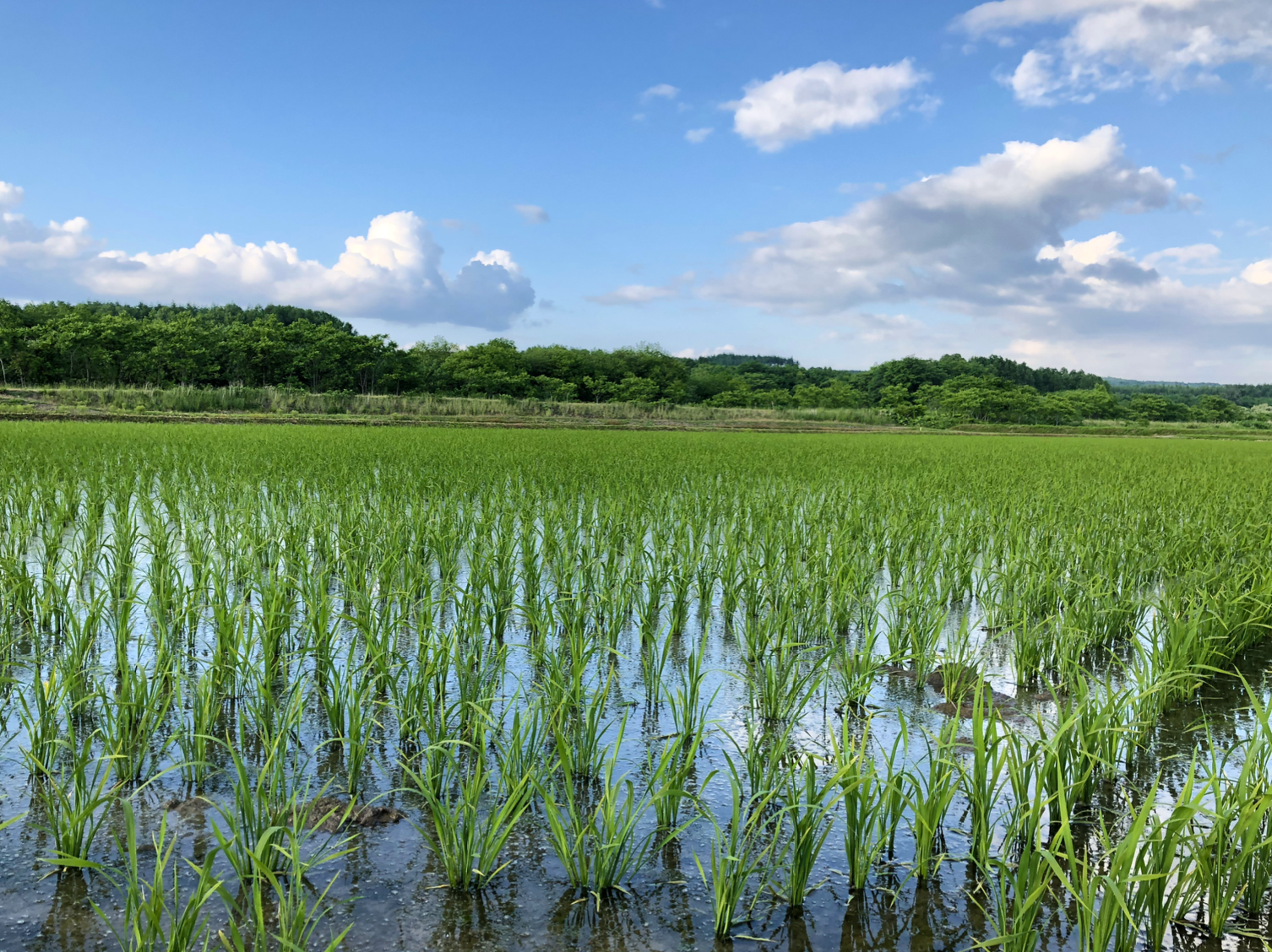 風連純米堂 写真