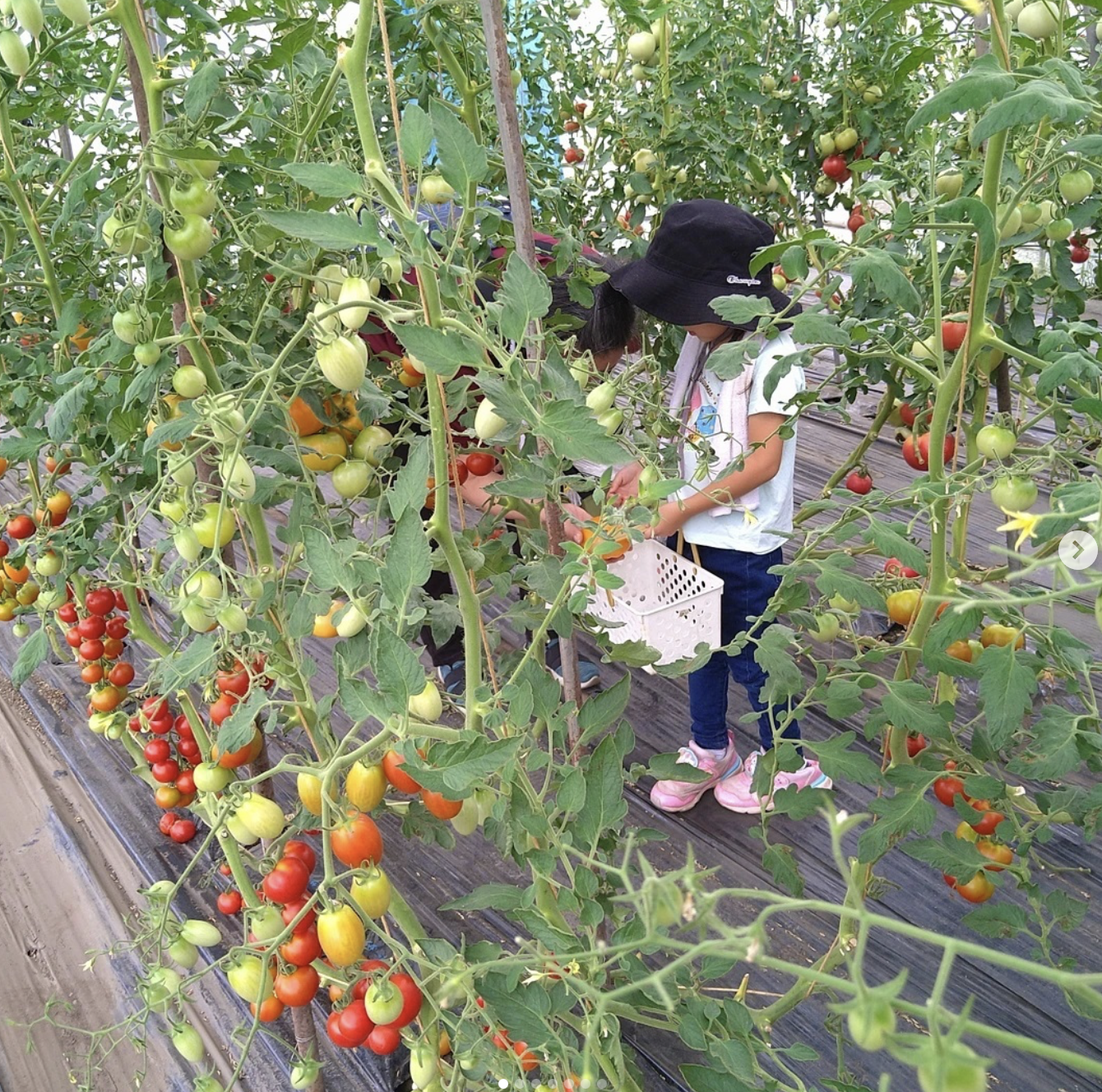おかの農園ギャラリー