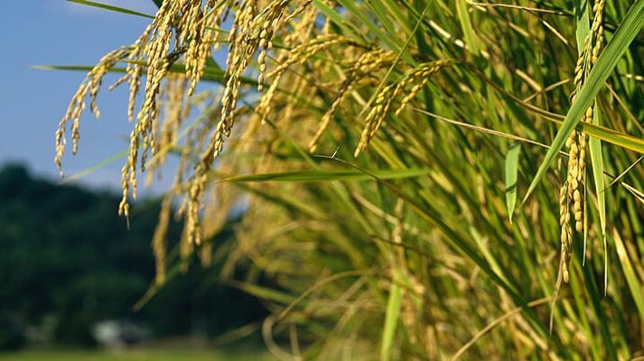 有限会社大塚農場 写真